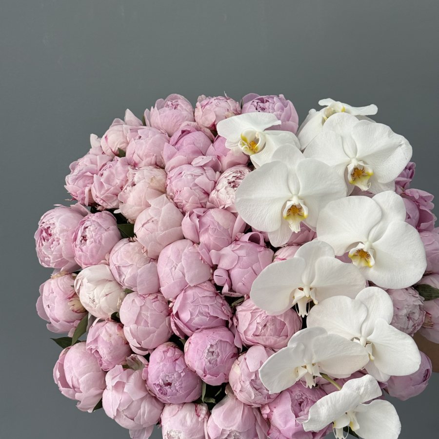 Orchid Phalaenopsis